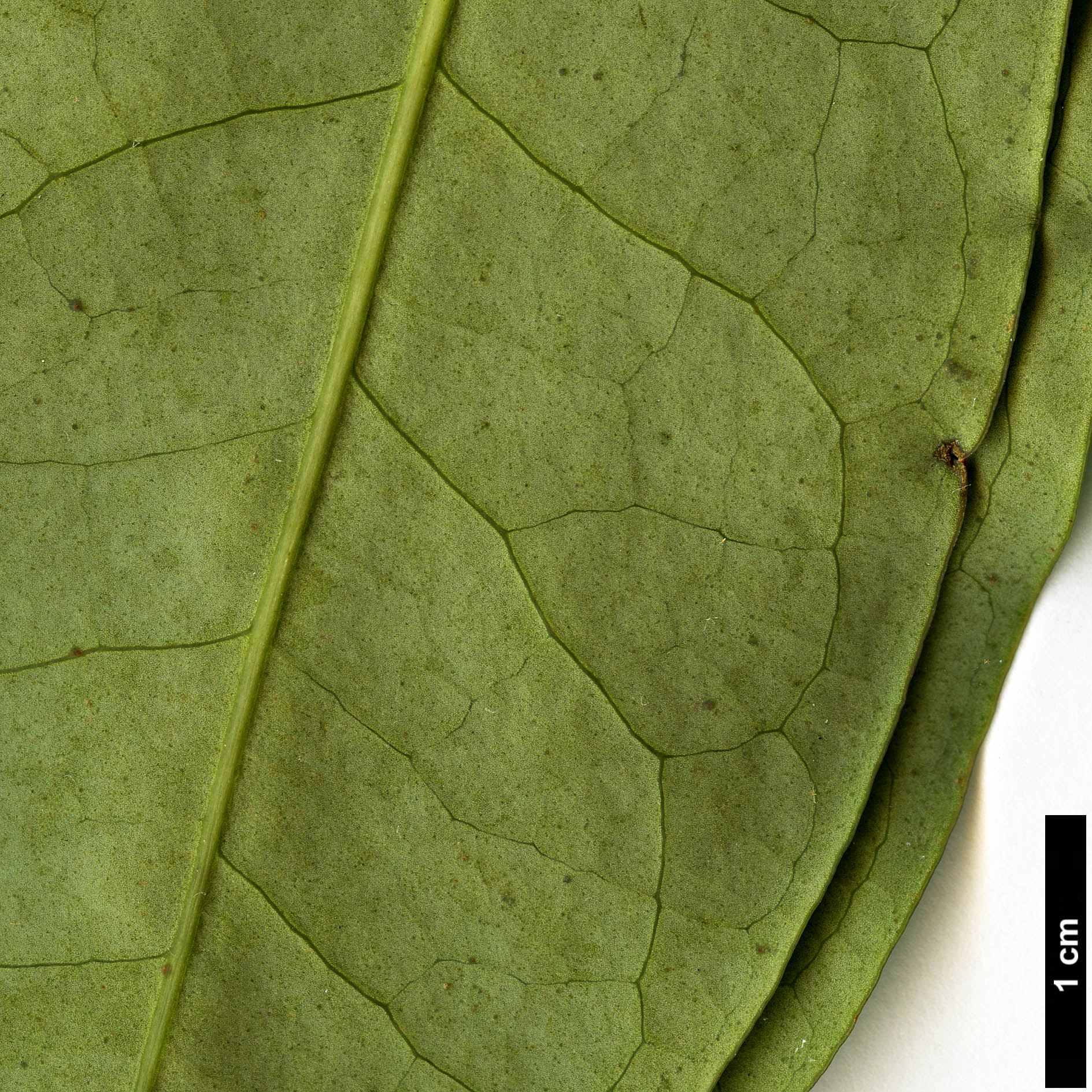 High resolution image: Family: Araliaceae - Genus: Schefflera - Taxon: shweliensis
